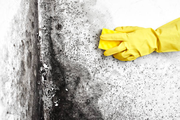 Best Black Mold Removal  in Throop, PA