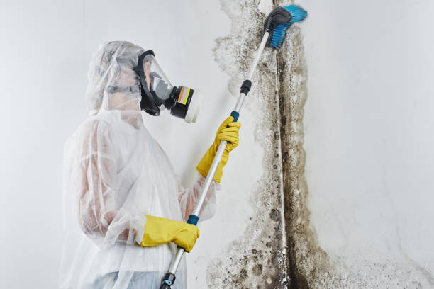 Best Mold Damage Repair  in Throop, PA