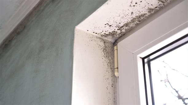 Best Affordable Mold Removal  in Throop, PA