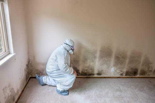 Best Certified Mold Removal  in Throop, PA