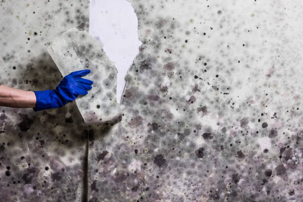 Best Attic Mold Removal  in Throop, PA