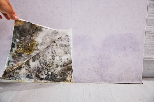 Best Mold Removal Company Near Me  in Throop, PA